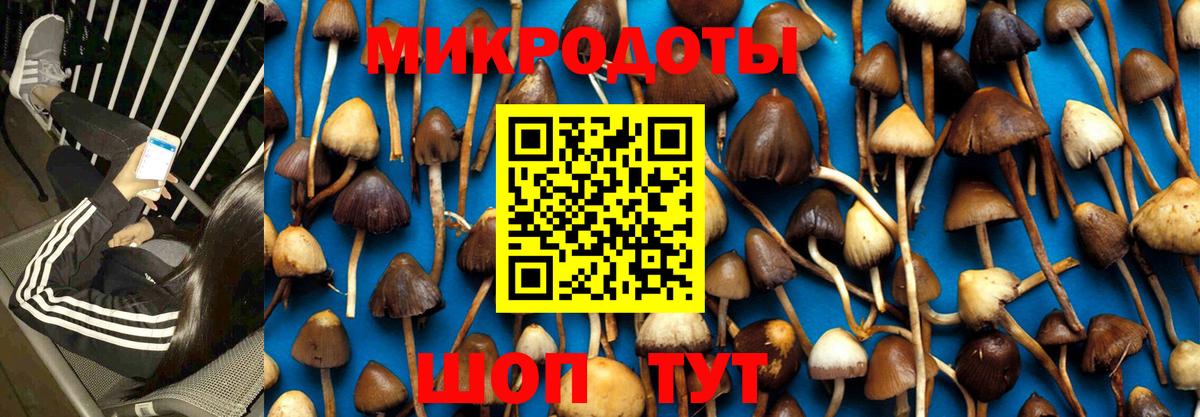 Псилоцибиновые грибы Psilocybe Аша