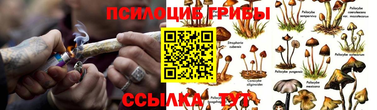 Аша  Галлюциногенные грибы Cubensis  купить наркотик  Вход с VPN 